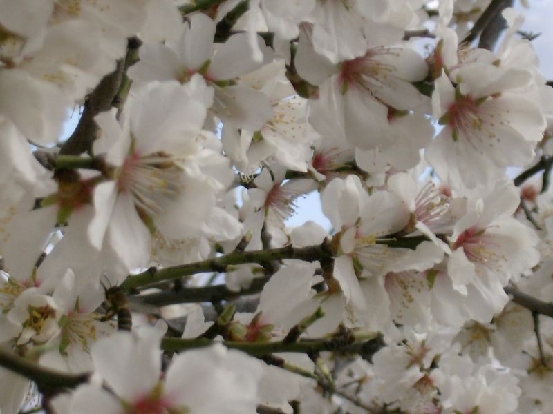 Camping PINUS - Starigrad Paklenica, Croatia