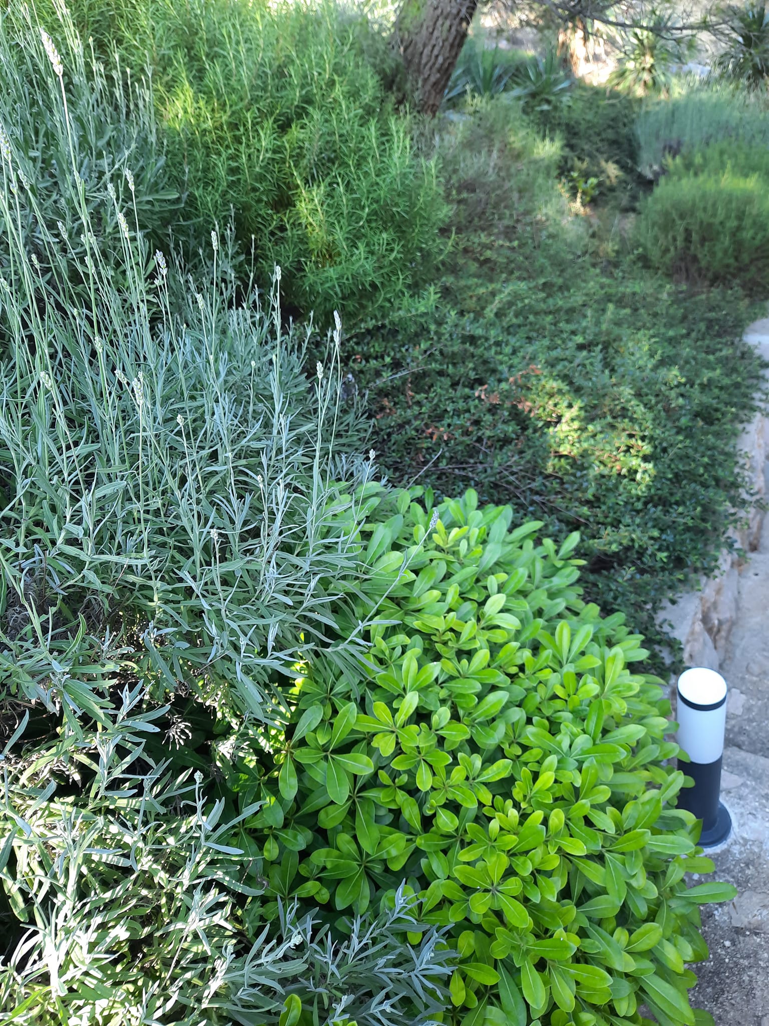 Camping PINUS - Starigrad Paklenica, Croatia